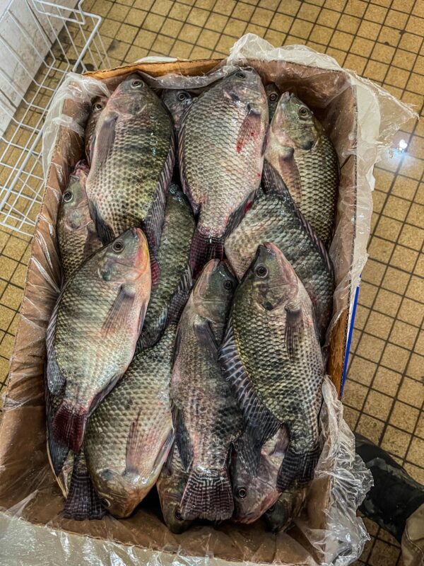 Noum’s Black Table-Size Tilapia
